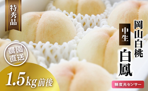 岡山白桃(中生/白鳳)特秀品 1.5kg前後 糖度センサー momo20 [配送不可地域:北海道/沖縄県/離島] [jujy071-01]