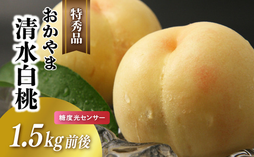 白桃 清水白桃 特秀品 1.5kg前後 糖度センサー momo27 [配送不可地域:北海道/沖縄県/離島] [jujy072-01]