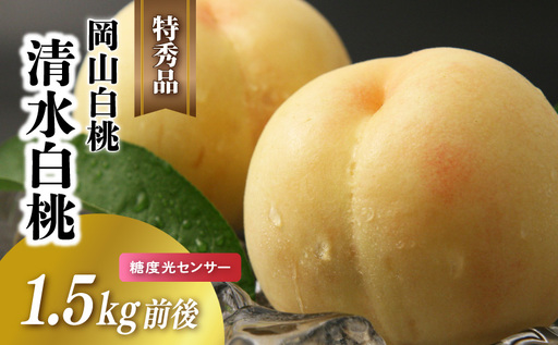岡山白桃 清水白桃 特秀品 1.5kg前後 4-6玉 糖度センサー 糖度12度 momo46 [配送不可地域:北海道/沖縄県/離島] [jujy073-01]