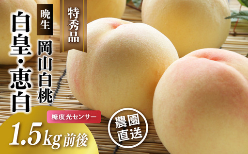 岡山白桃 白皇・恵白(晩生) 特秀品 1.5kg前後 momo65 [配送不可地域:北海道/沖縄県/離島] [jujy074-01]