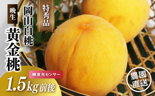 岡山白桃 (晩生/黄金桃) 特秀品 1.5kg前後 糖度センサー momo68 [配送不可地域:北海道/沖縄県/離島] [jujy075-02]