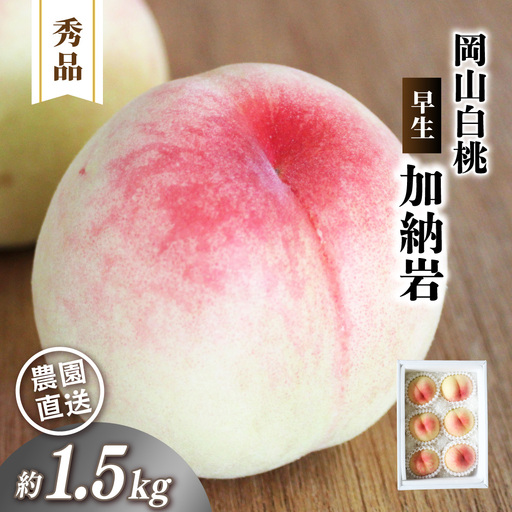 岡山白桃 (早生/ 加納岩) 秀品 1.5kg前後 4〜6玉 momo40 [配送不可地域:北海道/沖縄県/離島] [jujy077-01]