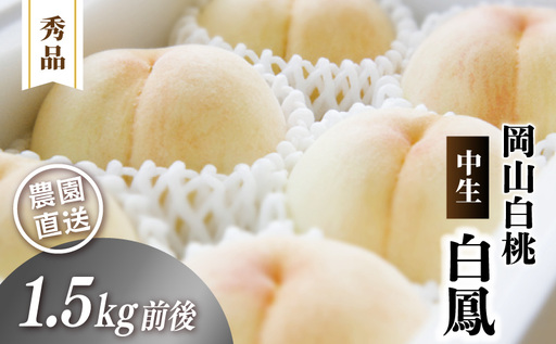 岡山白桃 (中生/白鳳) 秀品 1.5kg前後 4〜6玉 momo01 [配送不可地域:北海道/沖縄県/離島] [jujy078-01]