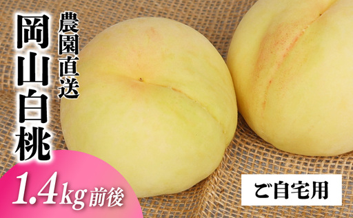岡山白桃 ご自宅用お試しサイズ 1.4kg前後 momo51 【配送不可地域：北海道／沖縄県／離島】 【jujy086-01】