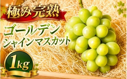 ゴールデン シャインマスカット【2026年先行予約】除草剤不使用 極み完熟 1kg以上(2~3房) ご家庭用   ぶどう シャインマスカット マスカット しゃいんますかっと 葡萄 くだもの 果物 農家直送 新鮮 種なし 皮ごと 岡山県 真庭市 【koko017】