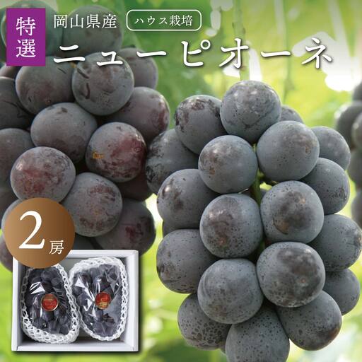 真庭市産 夏のニューピオーネ 特選 大房2房 / (2026年7月中旬以降発送予定) ハウス栽培 [配送不可地域:北海道/沖縄県/離島][jujy088-01]