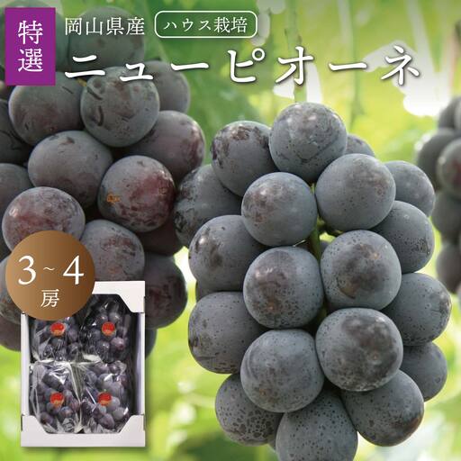 真庭市産 夏のニューピオーネ 特選3〜4房 / (2026年7月中旬以降発送予定) ハウス栽培 [配送不可地域:北海道/沖縄県/離島][jujy089-01]