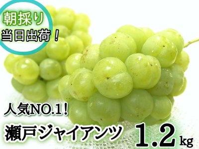 [産地直送] フルーツ王国岡山 朝採り新鮮!人気ぶどう 瀬戸ジャイアンツ1.2kg (2〜3房)