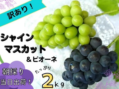 [訳あり] 岡山県産ぶどう詰合せ2kg (シャインマスカット+ピオーネ)