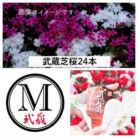 武蔵シバザクラセット[配送不可地域:離島・北海道・沖縄県]