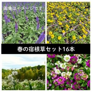 武蔵　春凄草宿根草セット(はるすごそう　しゅっこんそう)【配送不可地域：離島・北海道・沖縄県】【1624827】