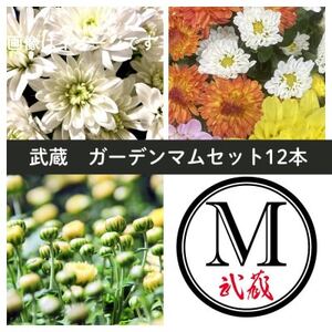 武蔵 ガーデンマムセット12ポット[配送不可地域:離島・北海道・沖縄県]
