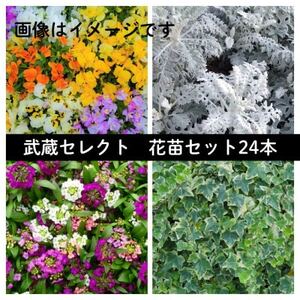 武蔵セレクト 初冬の花苗セット24ポット[配送不可地域:離島・北海道・沖縄県]