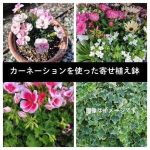 カーネーションを使った寄せ植えブリキ鉢[配送不可地域:離島・北海道・沖縄県]