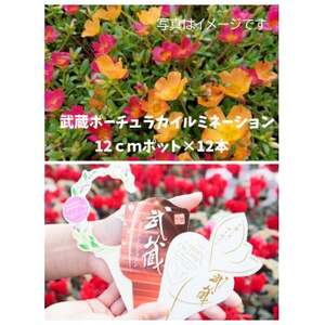 武蔵ポーチュラカ 12ポット[配送不可地域:離島・北海道・沖縄県]