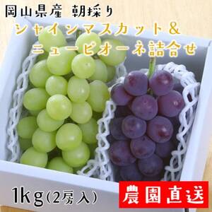 朝採りシャインマスカット&ニューピオーネ 計1kg[配送不可地域:離島・北海道・沖縄県]