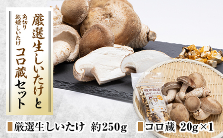 厳選しいたけ約250gとコロ蔵1個セット_惣菜・加工品 乾物 野菜 しいたけ きのこ シイタケ 椎茸_[配送不可地域:離島]