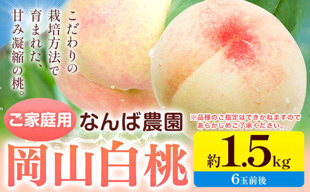 [令和7年度先行予約]桃 もも ご家庭用 岡山白桃 約1.5kg ( 6玉 前後 ) [2025年6月中旬-8月下旬頃出荷]なんば農園 岡山県 浅口市 フルーツ モモ 果物 青果 旬 白桃 桃 訳アリ わけあり 訳あり [配送不可地域あり]