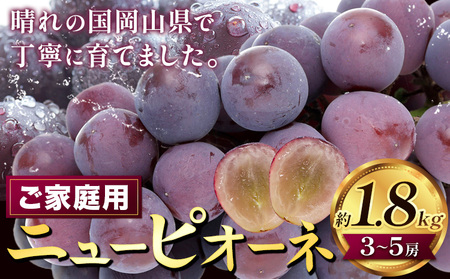 [2026年先行予約]ぶどう ニューピオーネ ご家庭用 約 1.8kg 3〜5房[2026年8月上旬-9月中旬頃出荷]株式会社fruceed ぶどう 送料無料 岡山県 浅口市 ぶどう フルーツ 果物 くだもの ピオーネ 家庭用 st-p