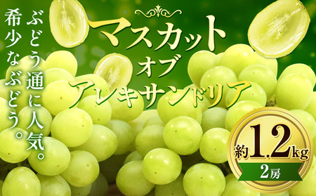 [2026年先行予約]マスカット・オブ・アレキサンドリア 約1.2kg(2房) くぼ農園 [2026年9月上旬-10月上旬頃出荷(土日祝除く)]マスカット 送料無料 岡山県 浅口市 マスカット ぶどう フルーツ 果物 贈り物