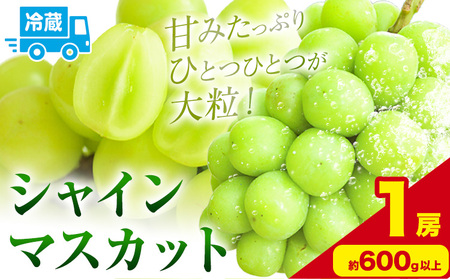 シャインマスカット 約600g以上 (1房) 黒川農園[先行予約][10月上旬-11月中旬頃出荷] ぶどう 送料無料 岡山県 浅口市 ぶどう フルーツ 果物 くだもの[配送不可地域あり]