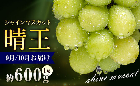 [2026年発送]シャインマスカット 晴王 600g 彩美菜果 シャインマスカット