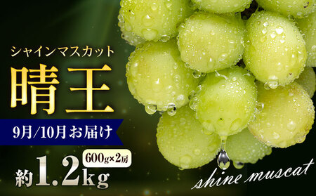 �y��s�\��z�Ԃǂ� �V���C���}�X�J�b�g ���� 1.2kg 2�[ �ʔ��؉ʁs9����{-11�����{���o�ׁt �}�X�J�b�g �������� ���R�� ����s �t���[�c �ʕ� ���蕨 ���Y ���R���Y �������� �ʕ� �ʕ� 9