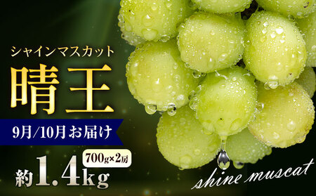 �y��s�\��z�Ԃǂ� �V���C���}�X�J�b�g ���� 1.4kg 2�[ �ʔ��؉ʁs9����{-11�����{���o�ׁt �}�X�J�b�g �������� ���R�� ����s �t���[�c �ʕ� ���蕨 ���Y ���R���Y �������� �ʕ� �ʕ� 9