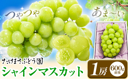[2026年先行予約]ぶどう シャインマスカット 1房 たけまさぶどう園 [2026年9月上旬-10月中旬頃出荷]岡山県 浅口市 フルーツ デザート おやつ マスカット 果物 国産 岡山県産 くだもの 青果物 送料無料[配送不可地域あり](北海道・沖縄・離島)(離島) st-p