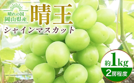 シャインマスカット晴王 約1kg 2房程度 橋田商店有限会社 先行予約《2026年9月中旬-11月中旬頃出荷》 岡山県 浅口市 岡山県産 ぶどう フルーツ 果物 くだもの マスカット 送料無料【配送不可地域あり】（北海道・沖縄・離島）