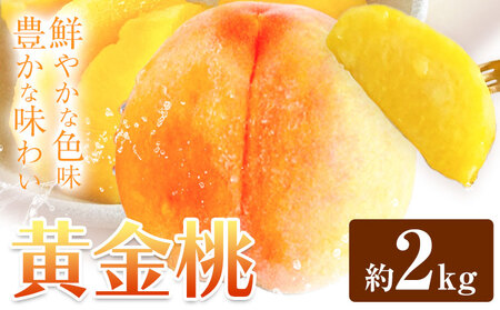 黄金桃 約2kg [配送不可地域あり](北海道・沖縄・離島) 花田青果株式会社[8月下旬-9月上旬頃出荷]岡山県 浅口市 黄桃 桃 もも 旬 フルーツ 果物 st-p