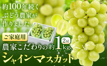 シャインマスカット ご家庭用 農家こだわりの シャインマスカット 2房 約1kg 先行予約[2025年9月中旬-10月末頃出荷(土日祝除く)] Nini farm マスカット 送料無料 岡山県 浅口市 フルーツ 果物 贈り物 国産 岡山県産 くだもの 果物 青果物