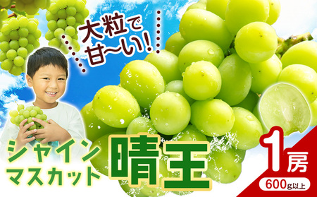 シャインマスカット[晴王] 岡山県産 1房(600g以上)[先行予約] 株式会社Myself[2025年9月上旬-11月上旬頃出荷]マスカット 送料無料 岡山県 浅口市 ぶどう フルーツ 果物 贈り物 ギフト