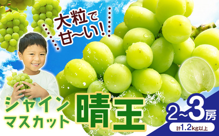 VC}XJbgyz RY 2`3[(v1.2kgȏ)ys\z Myselfs2025N9{-11{oׁt}XJbg  R s Ԃǂ t[c ʕ 蕨 Mt