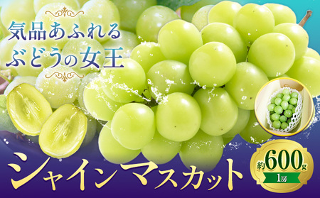 [先行予約]ぶどうシャインマスカット 約 600g 1房 [配送不可地域あり] 株式会社藍[9月上旬-10月下旬頃出荷] 岡山県 浅口市 岡山県産 ぶどう フルーツ 果物 くだもの マスカット 送料無料