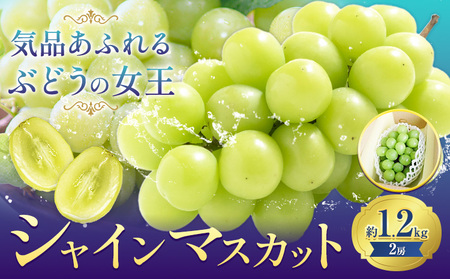 ys\zԂǂVC}XJbg  1.2kg 2[ yzsn悠z Зs9{-10{oׁt R s RY Ԃǂ t[c ʕ  }XJbg 
