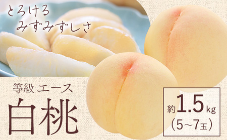 [2025年先行予約]白桃 等級 エース 約1.5kg 5〜7玉入り もも モモ 岡山 国産 フルーツ 果物 桃茂実苑[6月中旬-9月中旬頃出荷]岡山県 浅口市 フルーツ モモ 果物 青果 旬 白桃 国産 岡山県産[配送不可地域あり] st-p