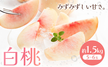 [2026年先行予約]白桃 約1.5kg もも モモ 岡山 国産 フルーツ 果物 桃茂実苑[6月中旬-8月下旬頃出荷]岡山県 浅口市 フルーツ モモ 果物 青果 旬 白桃 国産 岡山県産[配送不可地域あり]