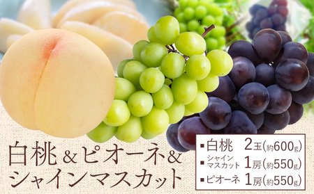 [2025年先行予約]桃 ぶどう 白桃 2玉 約600g(1玉約300g)シャインマスカット 晴王 1房 550g以上 ピオーネ 房 550g以上 もも 葡萄 詰合せ 岡山 国産 フルーツ 果物 ギフト 桃茂実苑[6月中旬-9月中旬頃出荷]岡山県 浅口市 フルーツ[配送不可地域あり] st-p