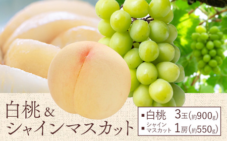 [2026年先行予約]桃 ぶどう 白桃 3玉 約900g(1玉約300g)シャインマスカット 晴王 1房 550g以上 もも 葡萄 詰合せ 岡山 国産 フルーツ 果物 ギフト 桃茂実苑[6月中旬-8月中旬頃出荷]岡山県 浅口市 フルーツ ぶどう 果物 青果[配送不可地域あり]