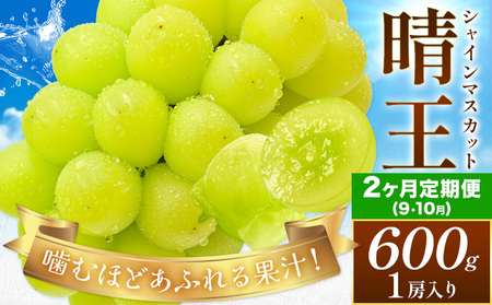 [2026年発送先行予約][2ヶ月定期便]ぶどう シャインマスカット 晴王 約600g(1房入り)×2ヶ月定期便 満天フルーツ[2026年9月上旬-10月末頃出荷]岡山県 浅口市 マスカット フルーツ 果物 お取り寄せ 贈り物 ギフト 岡山県産[配送不可地域あり]