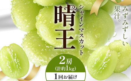 y2026Ns\zVC}XJbg  1񂨓͂ 2[(v1kg) VC }XJbgs2026N9{-10{oח\t T(RsX(xmHL)) 