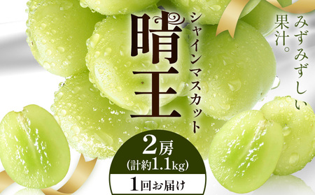 y2026Ns\zVC}XJbg  1񂨓͂ 2[(v1.1kg) VC }XJbgs2026N9{-10{oח\t T(RsX(xmHL)) 