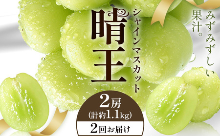 y2026Ns\zVC}XJbg  2񂨓͂ 2[(v1.1kg) VC }XJbgs2026N9{-10{oח\t T(RsX(xmHL)) 