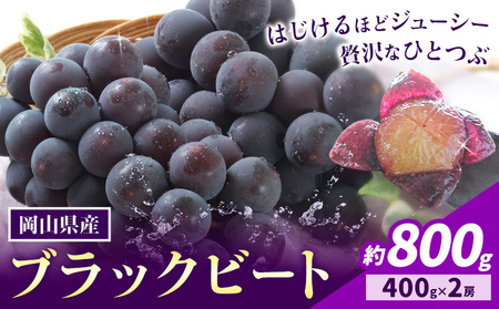 [先行予約]岡山県産 ぶどう ブラックビート 計 800g 2房 株式会社 はちや[8月上旬-9月上旬頃出荷][配送不可地域あり]