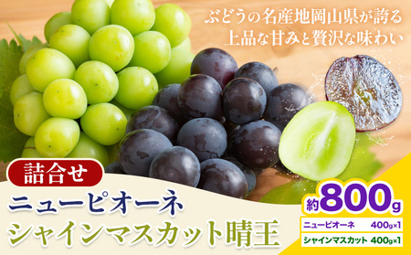 [先行予約] 岡山県産 シャインマスカット「晴王」とニューピオーネ 計 800g 株式会社はちや[6月下旬〜7月下旬頃出荷][配送不可地域あり]
