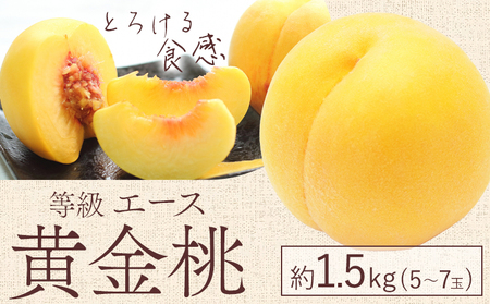 [先行予約]黄金桃 等級 エース 約1.5kg 5〜7玉入り 桃茂実苑[8月中旬-9月上旬頃出荷][配送不可地域あり]