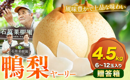 【先行予約】梨 なし 鴨梨 ヤーリー 贈答箱 4.5kg(6～12玉入り) 石原果樹園 《11月中旬-12月下旬頃出荷》岡山県 浅口市 果物 フルーツ お取り寄せ お取り寄せフルーツ 送料無料