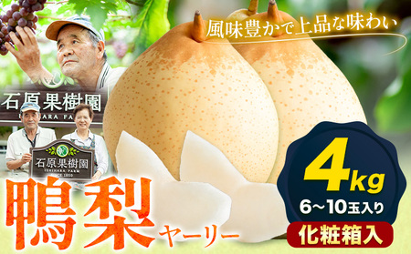 [先行予約]梨 なし 鴨梨 ヤーリー 梨 化粧箱入 4kg(6〜10玉入り) 石原果樹園 [11月中旬-12月下旬頃出荷]岡山県 浅口市 果物 フルーツ お取り寄せ お取り寄せフルーツ 送料無料