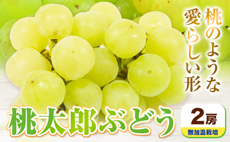 [先行予約]岡山県産 桃太郎ぶどう 2房 無加温栽培[配送不可地域あり]無加温栽培[9月上旬-10月中旬頃に出荷予定(土日祝除く)]有限会社ホーティカルチャー神島